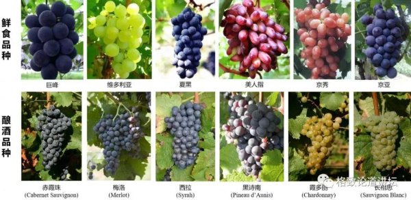 兴盛网 我摘下了这个馋人的粉色小果想尝尝，结果剥到一半手就肿了